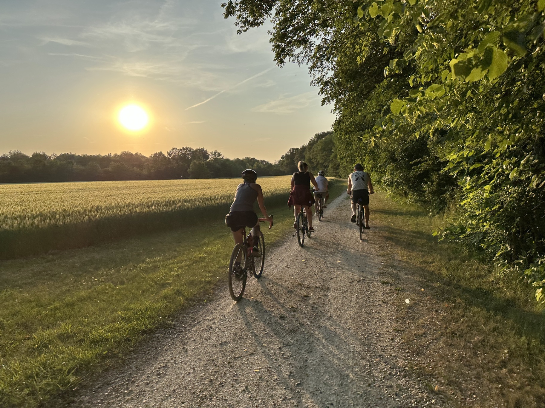 A group of cyclists riding a gravel path past a wheat field at golden hour